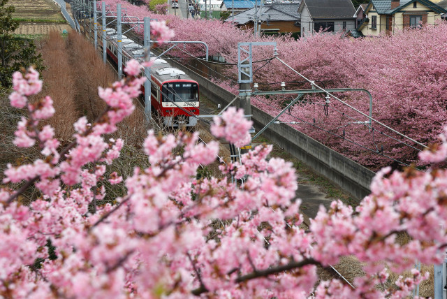 三浦市「河津桜のピンク色に染まる三浦海岸」